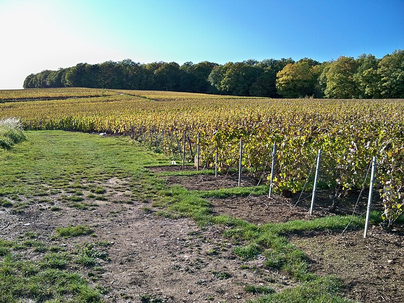 File:Montgueux vignoble 02.jpg