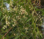 တၞံလှာံ Neem -- Azadirachta indica Vaembu or Vaeppa Maram வேப்ப மரம்  in Tamil], "vepa" in Telugu, ಬೇವಿನ ಮರ BEvina mara in Kannada