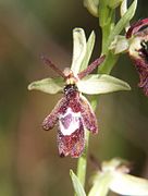 Ophrys × royanensis