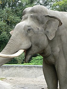 Photographie d'une tête d'éléphant d'Asie, prise de trois-quart. L'animal a la bouche ouverte et la majorité de sa trompe est hors champ.