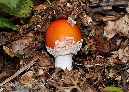 Amanita muscaria (Fly Agaric)