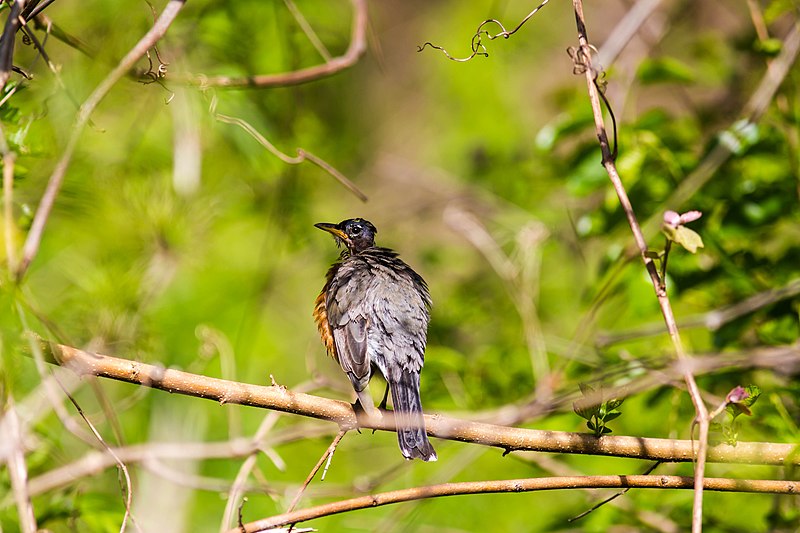 File:American robin (26755337767).jpg