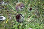 Lielais diždadzis (Arctium lappa)