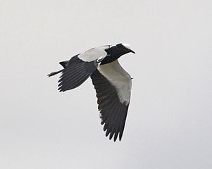 In flight, showing wing spurs