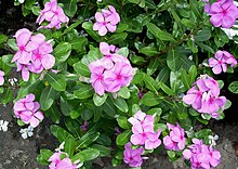 Catharanthus roseus (Flowers).jpg