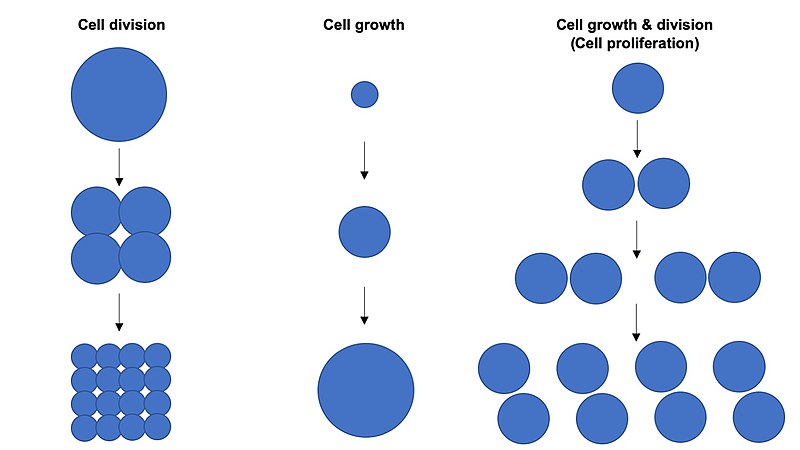 File:Cell proliferation.jpg