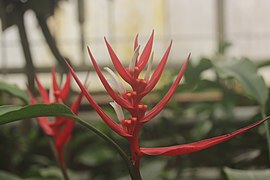 Christmas Heliconia - Heliconia angusta (33696152306).jpg