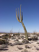 Fouquieria columnaris