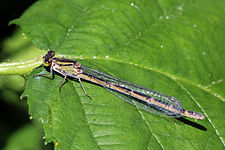 Heterochrome female (green variety)