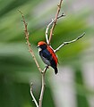 A male photographed in Singapore