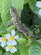 Diploderma polygonatum in Taiwan.jpg