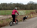 Eine Frau auf einem Tretroller, die sich von einem Hund ziehen lässt, dem sogenannten Mushing