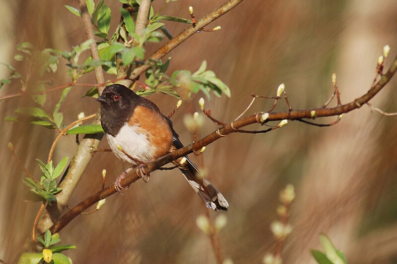 File:Eastern Towhee 432401408.jpg