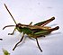 Grass Hoppers (2780040424)