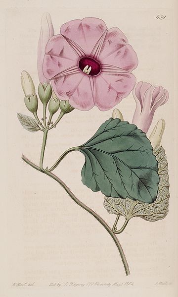 File:Ipomoea jalapa (I. jalapa var. rosea) Bot. Reg. 8. 621. 1822.jpg