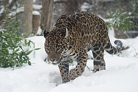 Jaguar (Panthera onca) in snow 2.jpg