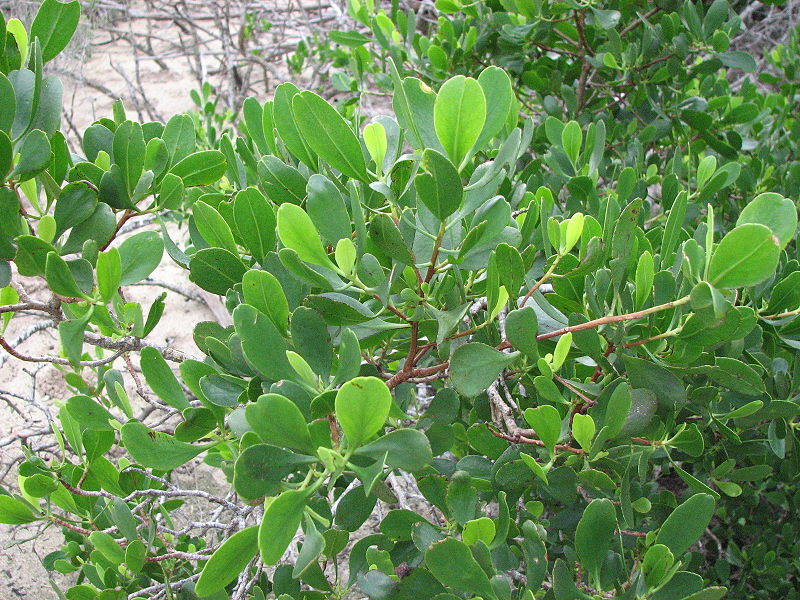 File:Lumnitzera racemosa Willd.jpg