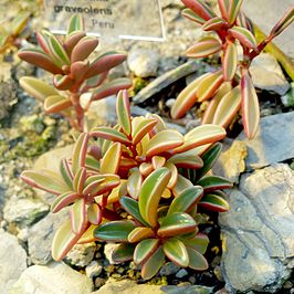 Peperomia graveolens