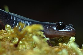 Plethodon shermani Stanton 4.jpg