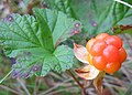 4226 Hægebostad molte Rubus chamaemorus