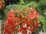 Gulmohar ("Fire of the Forest",Flamboyant, Royal Peacock flower, Royal Gold Mohur or Fire tree, Mayaram மயரம் in Tamil,Neruppukkondrai Maram in Tamil, Shima Sankesula in Telugu, Krishnachura in Bengali and Gulmohr-गुलमोहर in Marathi) -- Delonix (or Poinciana) regia, commonly called "turrai " in Telugu