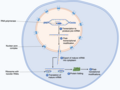 Thumbnail for Protein biosynthesis