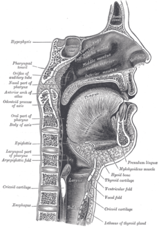 "الغضروف الدرقي" يظهر في الرسم تحت اسم (Thyroid cartilage).