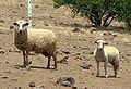 Two sheep in Santiago, Chile.