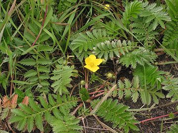 libapimpó (Potentilla anserina)