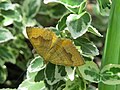 * Nomination Camptogramma bilineata (yellow shell) at Bichlhäusl, Tiefgrabenrotte, Frankenfels, Austria.--GT1976 05:19, 22 June 2019 (UTC) * Decline  Oppose Not in focus ~~~~ --Atsme 01:32, 23 June 2019 (UTC)