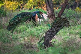 Pavo muticus (Green Peacock)