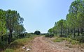 * Nomination Montbazin, Hérault, France --Christian Ferrer 17:33, 6 August 2013 (UTC) * Decline Focus appears to be the top of the trees at the edges. --Mattbuck 15:25, 13 August 2013 (UTC)