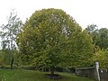 Arbre du Bicentenaire.