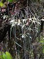 Brassavola tuberculata