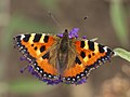 * Nomination Small Tortoiseshell (Aglais urticae), Lichtenwalde, Germany --LC-de 23:35, 17 August 2013 (UTC) * Promotion nice shot and nice butterfly --Fbnpch 06:57, 18 August 2013 (UTC)