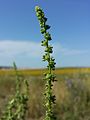 Inflorescence (sugar beet)