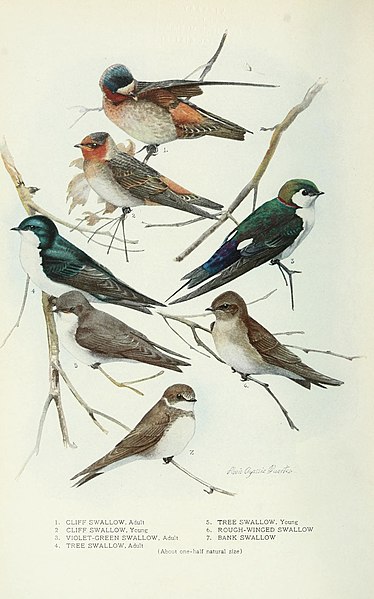 File:Bird-lore (1917) (14755722715).jpg