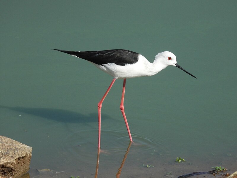 File:Black Winged Stilt in a lake.jpeg