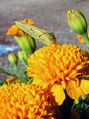 Colias croceus