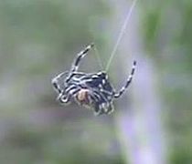 September 8: the spider Caerostris darwini