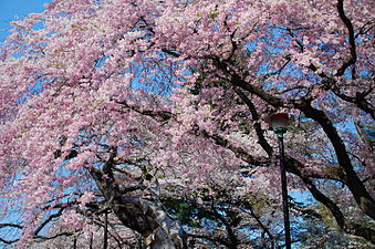 Pushti — qizil rangning och koʻrinishi. Tsutsujigaoka bogʻida gilos gullari, Sendai, Miyagi, Yaponiya .