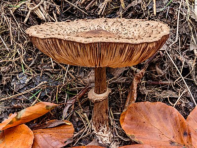 Knolparasolzwam (Chlorophyllum rhacodes) 06-11-2020 (actm.) 01