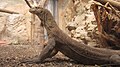 Komodo dragon/monitor (Varanus komodoensis) at Gondwanaland palm house at Leipzig Zoological Garden