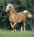 Le palomino a des crins clairs, presque blancs, et n'a pas le bas des membres noirs.