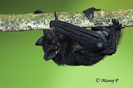 Pipistrellus tenuis by Manoj P.jpg