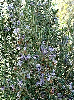 Rohtorosmariini (Rosmarinus officinalis)