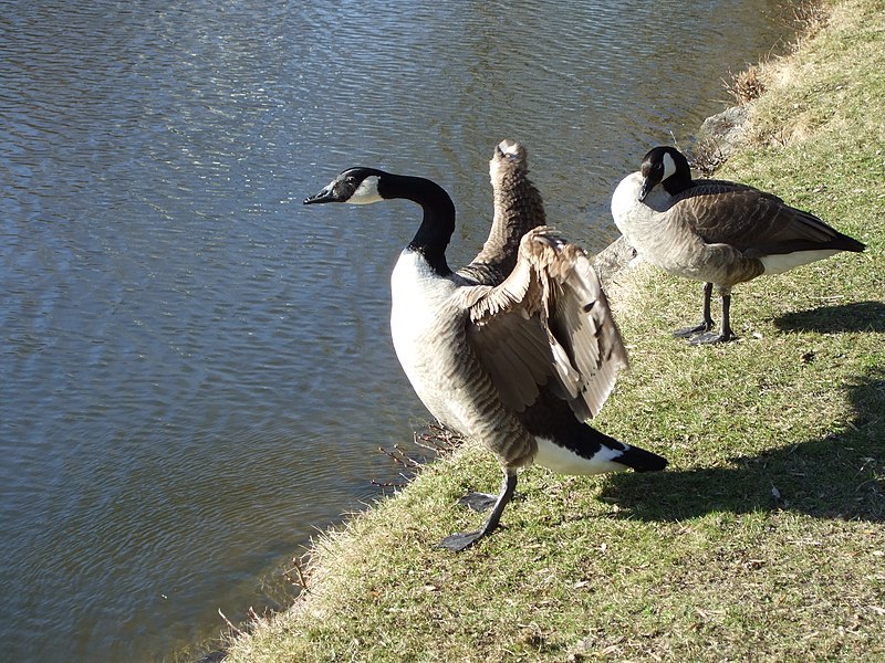 File:Standing canada goose.JPG