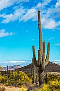 Saguaro in blossom in springtime