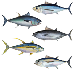 Atuns (do topo): Thunnus alalunga, Thunnus thynnus, Katsuwonus pelamis, Thunnus albacares, Thunnus obesus