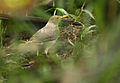 Turdus maculirostris (cat.)